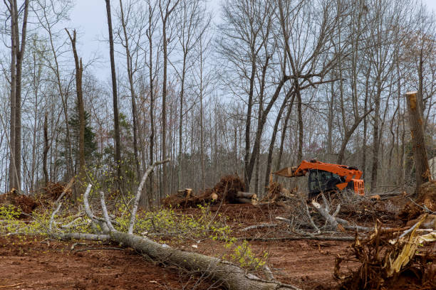 Best Firewood Processing and Delivery  in Johns Creek, GA